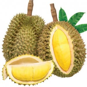 ทุเรียนหมอนทอง เนื้อล้วน น้ำหนัก 1กก. (หากจัดส่งนอกสถานที่ จะส่งเป็นลูก น้ำหนัก 3.5 นะคะ)