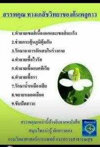 เอนไซม์คาวตอง(จัดส่งฟรี)