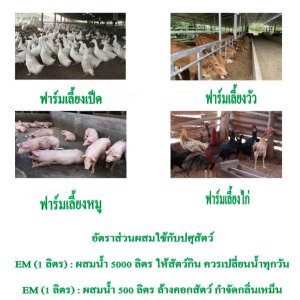 EM หัวเชื้อจุลินทรีย์อีเอ็ม ขนาด1ลิตรX2แกลลอนสูตรเข้มข้นแก้ปัญหาส้วมอืดดับกลิ่นเหม็นช่วยย่อยสลายคราบไขมันในบ่อบำบัด