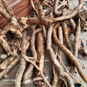 ซื้อสินค้าสมุนไพร วิสาหกิจชุมชน บ้านดงบัง อุดรธานีรับส่วนลด 20 ฿(รับสินค้าที่ชุมชน)