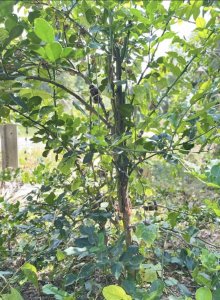 กิ่งตอนมะกรูดเกษตรพันธ์ุใบใหญ่ 1กิ่ง